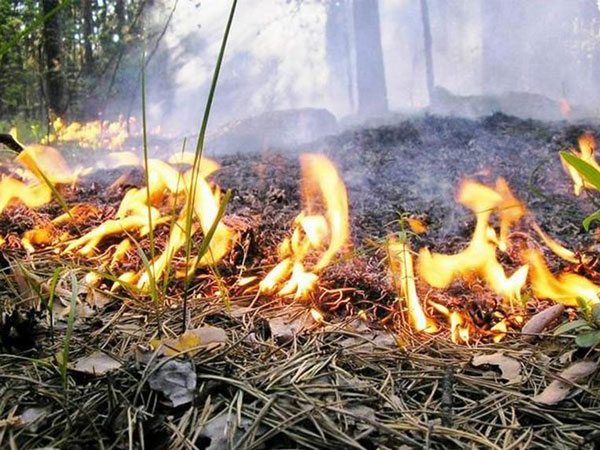 Лесники Бурятии хотят спасти леса, но могут их сжечь - Гринпис