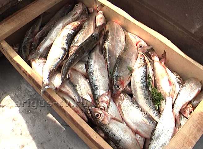 8 тонн рыбы изъяли в Кабанском районе Бурятии всего за 2 дня
