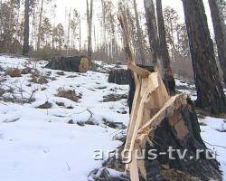 С начала года в Бурятии зафиксировано около 700 случаев незаконной вырубки леса