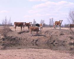 В Бурятии за 7 часов погибли 94 коровы