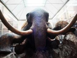 В Забайкалье контрабандисты пытались незаконно вывезти в Китай 400 кг. нефрита из Бурятии и бивни мамонта