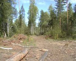 Площадь лесов около Байкала сократилась за год на 5%
