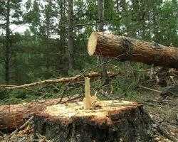 Из-за халатности сотрудника лесничества лесам Бурятии причинен ущерб на 10 млн. рублей