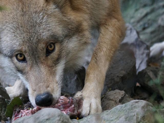 В Бурятии голодные волки выходят к селам