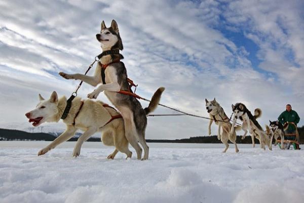 Традиционные гонки на собачьих упряжках пройдут в Улан-Удэ