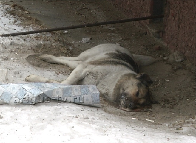 В Улан-Удэ к проблеме бродячих собак городские власти вновь отнеслись спустя рукава