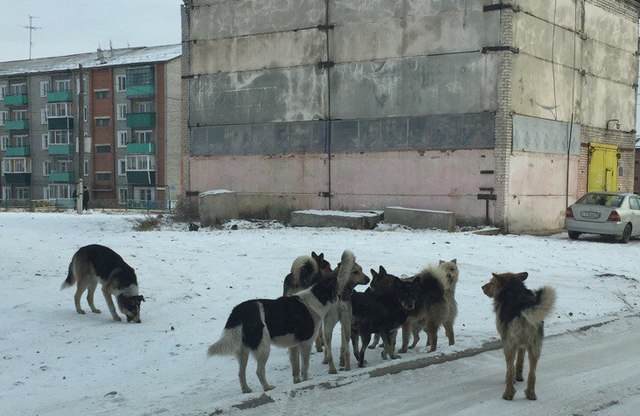 В Улан-Удэ свора собак держит в страхе половину микрорайона (ФОТО)