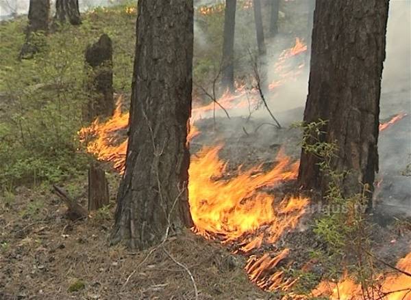 В Бурятии за сутки потушили 300 гектаров лесных пожаров