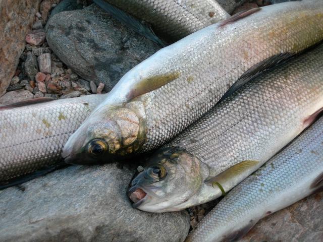 Прокуратура: Минсельхоз Бурятии незаконно разрешил вылов рыбы