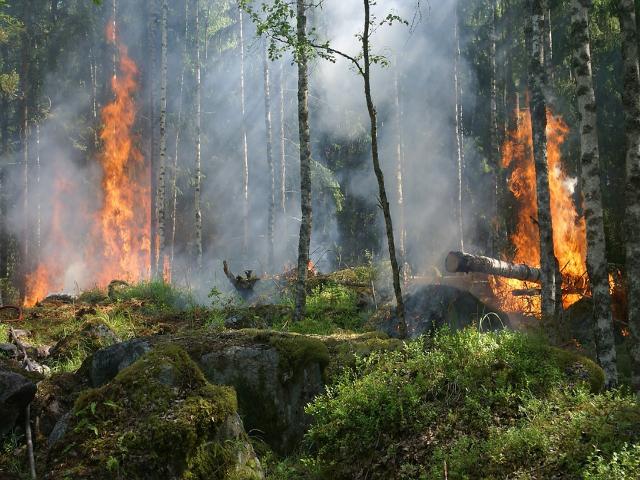 В Бурятии на территории Тункинского нацпарка горит лес