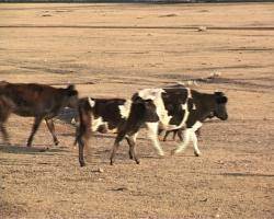 Бичура бьет тревогу: у местных коров выявлен бруцеллез 