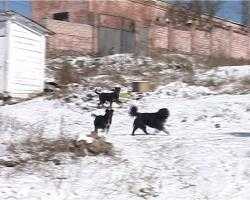 Жителей Улан-Удэ продолжают беспокоить бездомные собаки