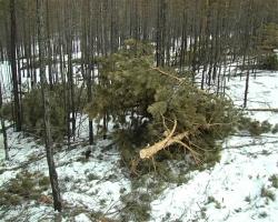 Администрации города запретили вырубку леса