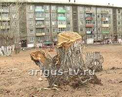 Любовь и голуби. 9 деревьев срубил в своем дворе один из жителей Улан-Удэ