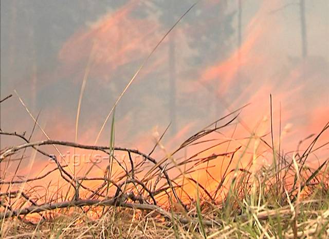 Грозы "зажгли" лесные пожары в Бурятии