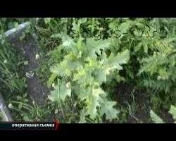  В Иволгинском районе Бурятии задержаны очередные наркоманы-садоводы