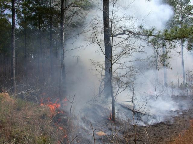 РАЛХ: В Бурятии сократилось количество действующих лесных пожаров