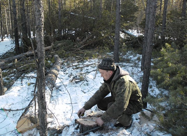 Житель Бурятии срубил лес на 120 тысяч рублей