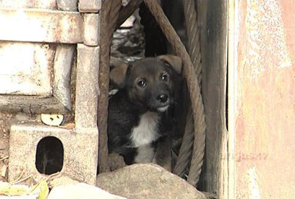 Жители Сотниково сообщили о массовом сжигании трупов собак