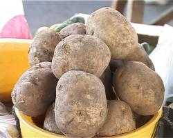 Высокий урожай картофеля ожидается в этом году в Бурятии