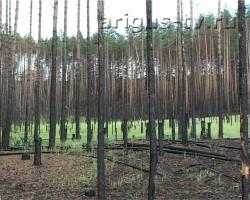 Борьба с поджигателями. В Бурятии планируют запретить заготовку горелого леса