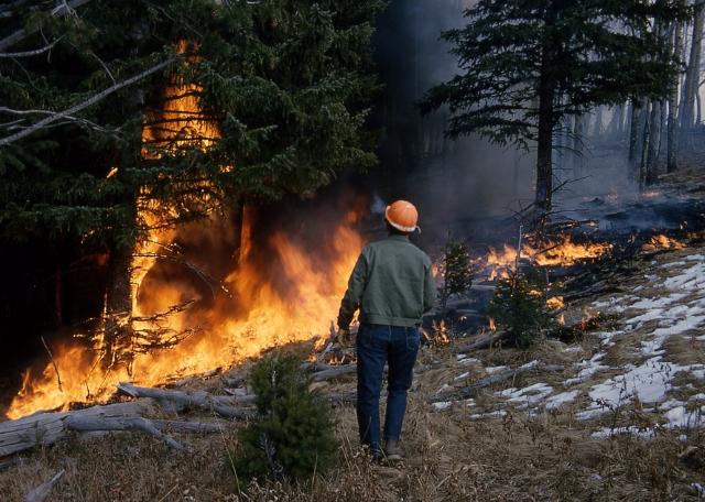 Рослесхоз закупил бесполезного для тушения пожаров оборудования на 76 млн рублей