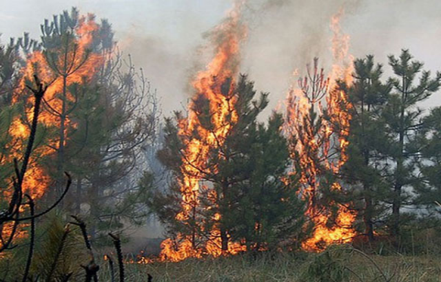 В Бурятии горел лес в Тункинском национальном парке