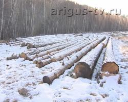 Сельский бизнес бьёт тревогу: леса в Хоринском районе передали в аренду москвичам