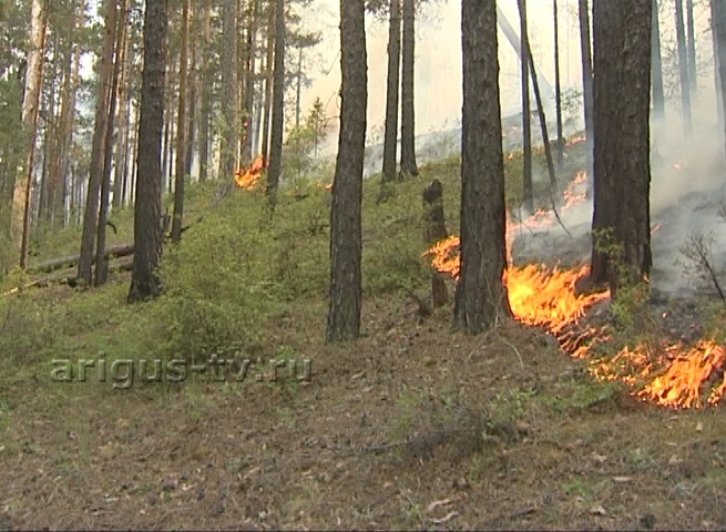 За последние сутки в Бурятии сгорело больше 500 гектаров тайги