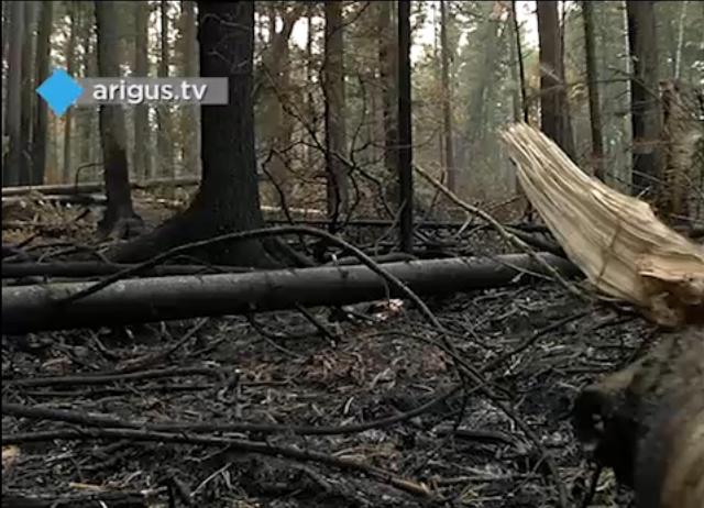 Ликвидация крупного лесного пожара на Байкале резко сократила общую площадь возгораний