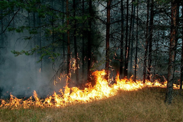 В Баунтовском районе Бурятии из-за лесных пожаров введен режим ЧС (обновлено)