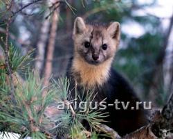 11 января в России отмечают День заповедников и национальных парков