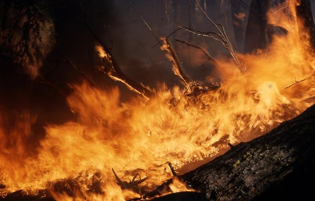 В Бурятии бездомный поджигатель леса получил четыре года колонии строгого режима