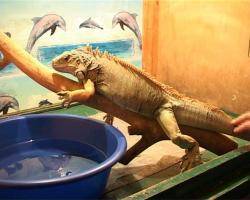 Выставка экзотических животных  «Зоотеррариум» открылась в Музее природы Бурятии
