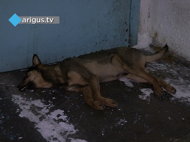 В Улан-Удэ начался массовый отстрел собак