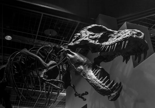 «Это сувенир»: Турист пытался ввезти в Бурятию фрагменты скелета динозавра