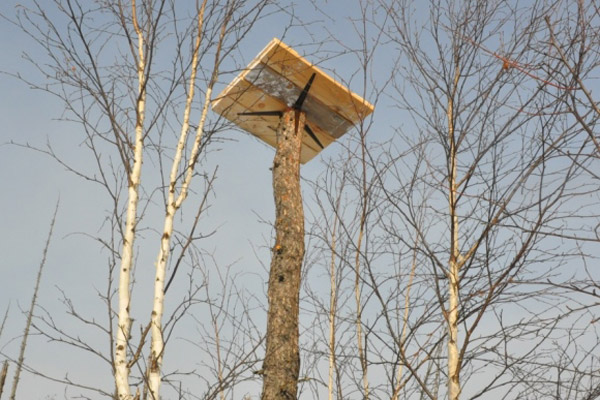 Гнездовые платформы для краснокнижных птиц установили в Забайкальском нацпарке