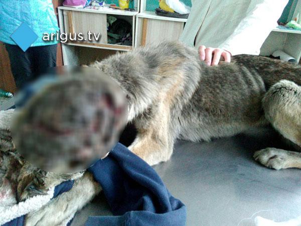 В Улан-Удэ неизвестный живодёр напал на бездомную собаку и снял с неё скальп (ФОТО 18+)