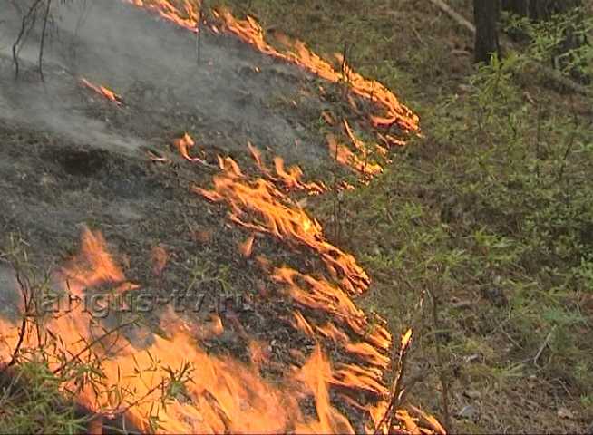 В Бурятии горит более 600 гектаров леса