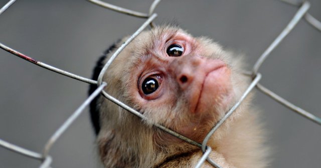 В Китае пересадят голову обезьяне