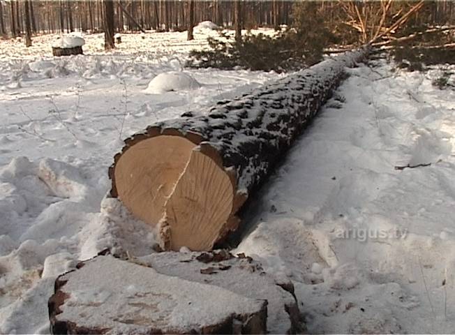 Инспектор по охране леса нанес ущерб лесному фонду Бурятии на почти полмиллиона рублей