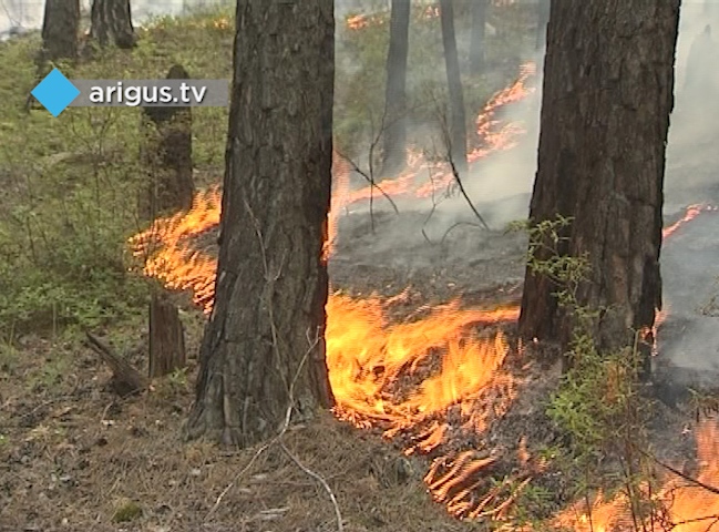 Донской и Валентик разнесли чиновников Бурятии по ситуации с лесными пожарами: «Не списывайте трудности на ветер»