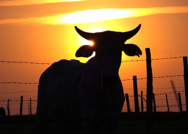 В Бурятии агрессивная корова насмерть забодала пенсионерку