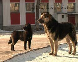Бездомные собаки в Улан-Удэ: проблема есть, но есть ли решение?
