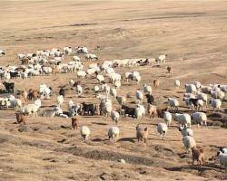 Бурятия ставит амбициозные планы - увеличить поголовье скота до 2 миллионов. И в этом ей поможет Монголия
