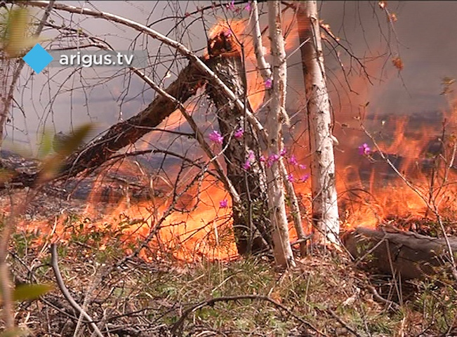 Серия уголовных дел на работников районных лесхозов расследуется в Бурятии в связи с пожарами