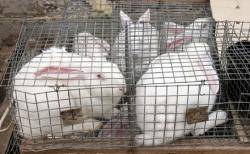 Ламы из Бурятии спасли 160 кроликов из Иркутской области от забоя