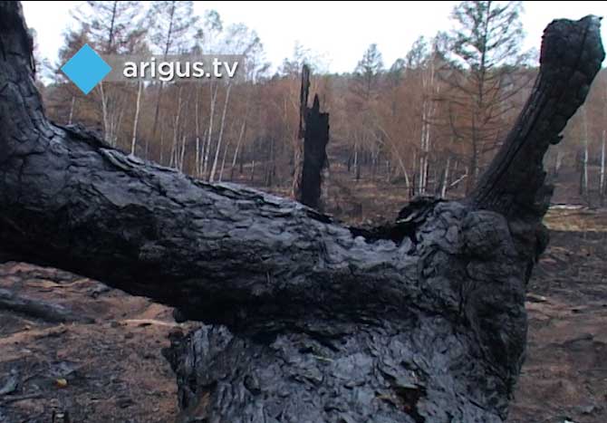 Бурятия ищет пути профилактики лесных пожаров