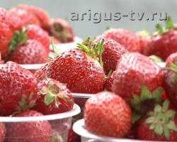 Сезон клубники в разгаре. Почем ягода в Улан-Удэ и насколько безопасен урожай?