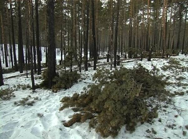 В Улан-Удэ раскрыто жестокое убийство в лесу
